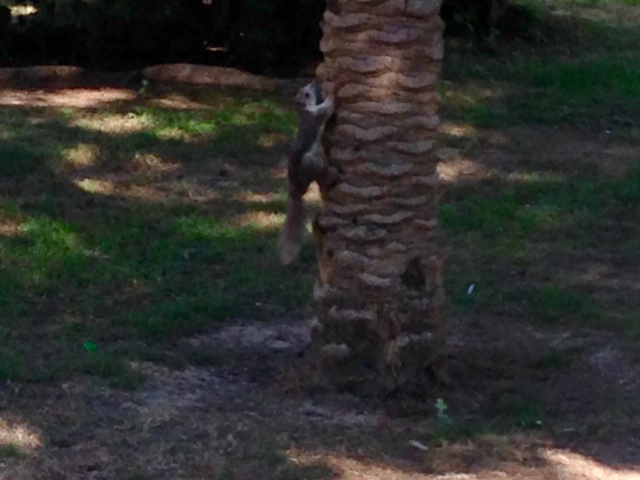 1FullSizeRender kopia