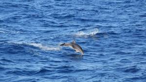 11696018_1072577039439040_8099157178473564075_n