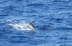 11753745_1072576946105716_6270828218884508953_n