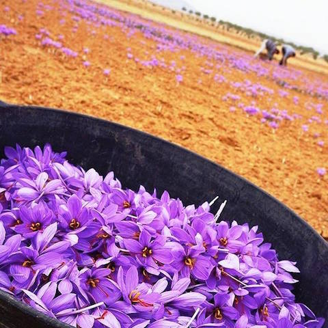 11223892_979813885423602_9181054560557828714_n