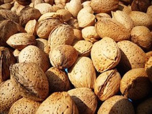 almonds-501534__180