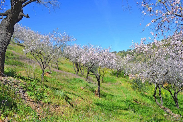 guaro-mandel-1-1024x682