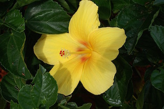 hibiscus-416203_960_720