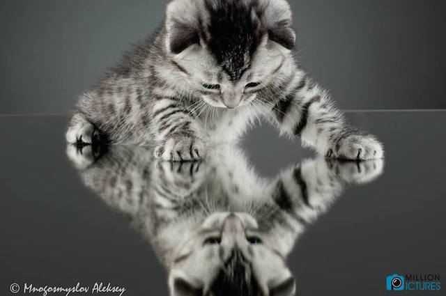 12919784_1597584823671795_8100308915436561882_n