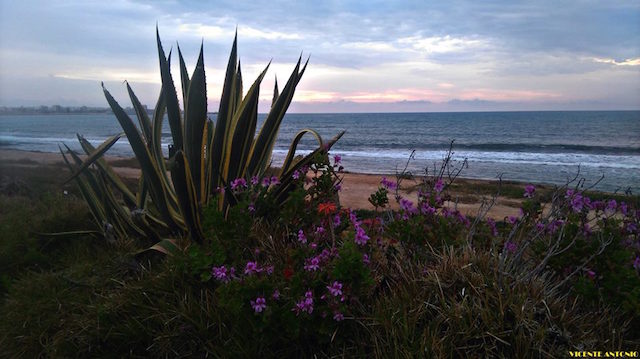 13177160_1255821221114620_842675142920250190_n