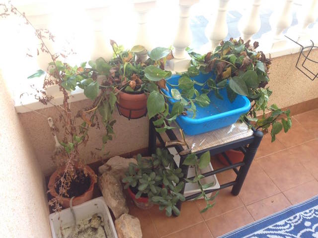 14202650_1124045181010409_956373973516626761_n