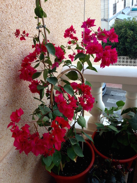 fullsizerender6-kopia