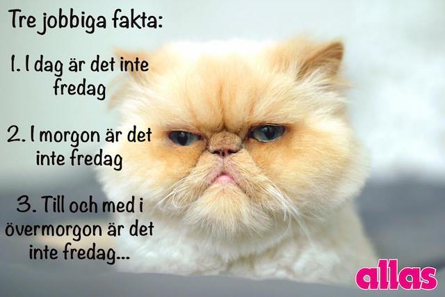 16195858_10154002568436082_719991817478088617_n