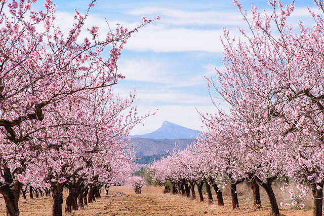 vår-i-spania-640x426