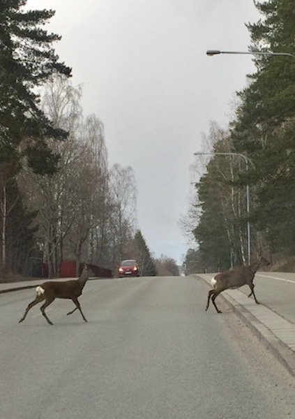 FullSizeRender6 kopia